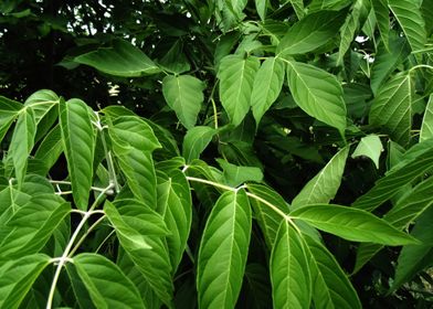 Beautiful leaves