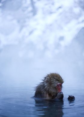 The Japanese macaque Two