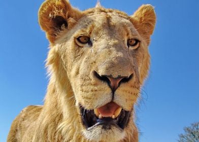 Young Lion Male Portrait