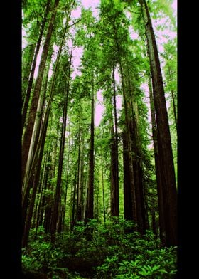 Californian Giant Redwoods