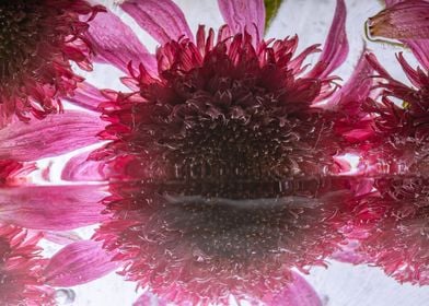 Echinacea in ice 3