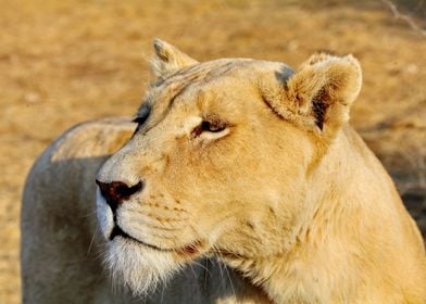 White Lioness Portrait 488