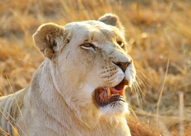 White Lioness Portrait 327