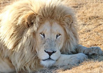 Whtie Lion Male 913