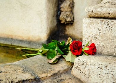 Red Roses at Fountain