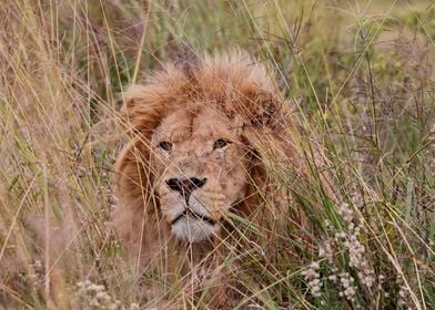 Lion Male in the gras