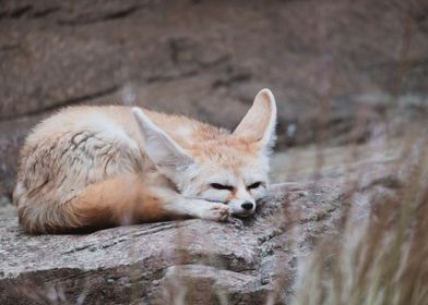 Fennec fox