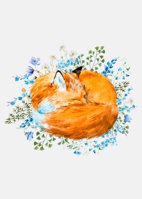 Sleeping fox