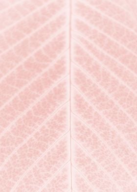 Light pink leaf closeup