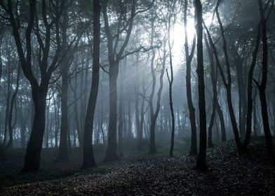 Woodland Fog