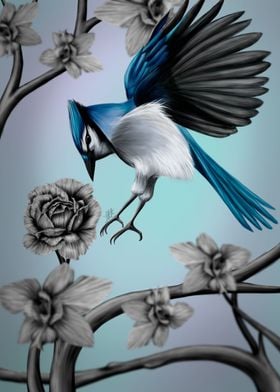 Blue Jay in Flight Poster