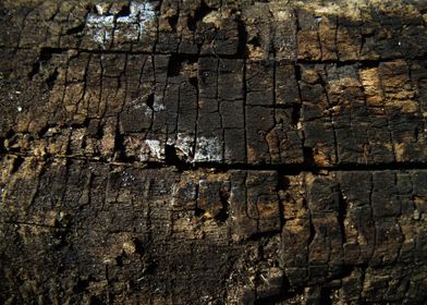 Dark stump texture