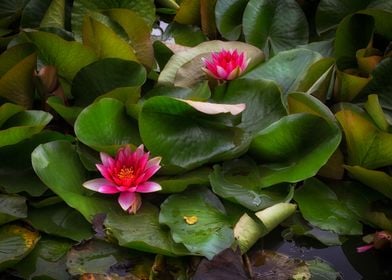 Pink water lilies