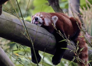 Red Panda Sleeping