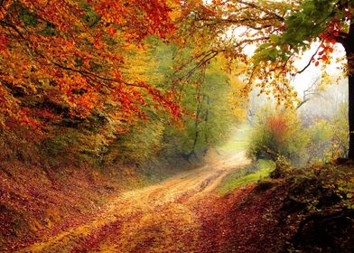 A Road in autumn