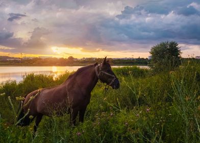 stallion on pasture