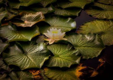 Pink water lillies