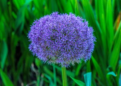 Dandelion Taraxacum