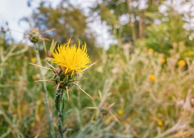 yellow starthistle