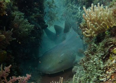 Nurse Shark Naptime