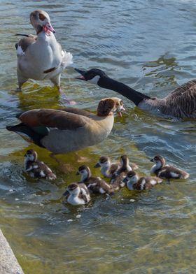 Alpha Male Duck