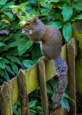 Squirrel in Holland Park