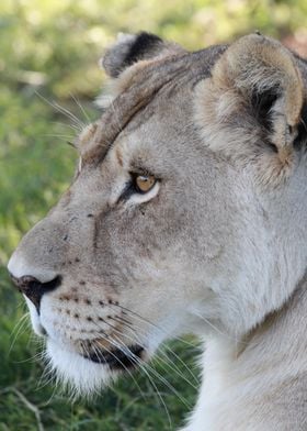 Lioness Portrait