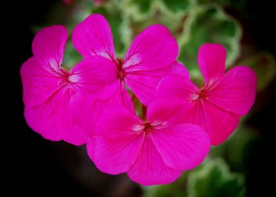 Hot Pink Flower