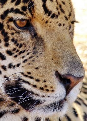 Jaguar Face