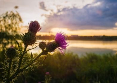 spear thistle