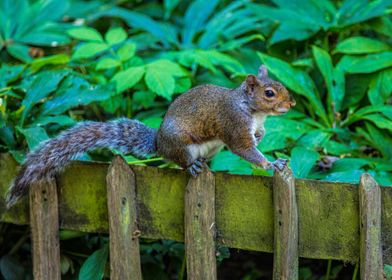 Squirrel in Holland Park 2