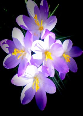 Blue Crocus