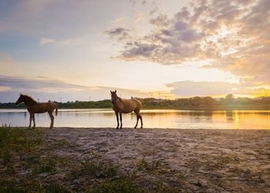 foal and his mother