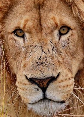 Lion Face 