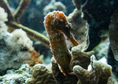 Silhouetted Sea Horse