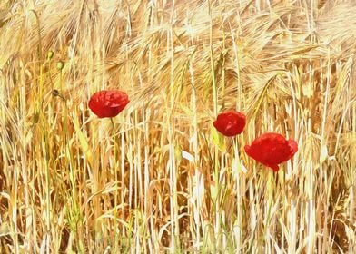 Wild Poppies in Wheat