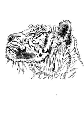Tiger face sketch 