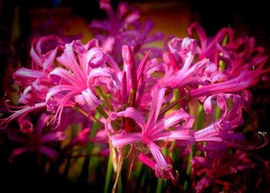 Pink Nerine