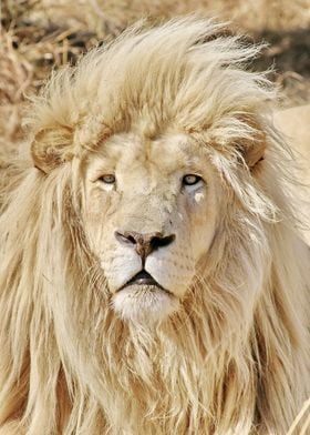 White Lion Male 8960