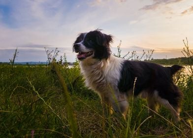 Joyful dog