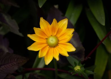 Rudbeckia Prairie Gold