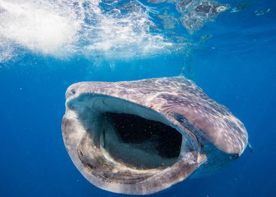 Whale Shark Feeds