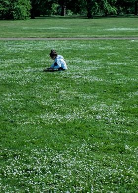 Daisies in the park