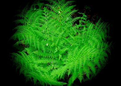 Vivid Green Fern