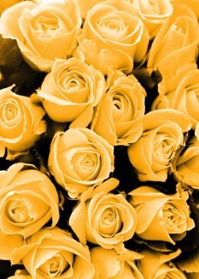 Roses yellow