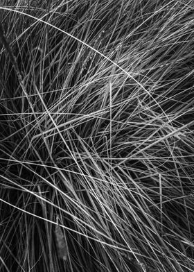 grass texture abstract