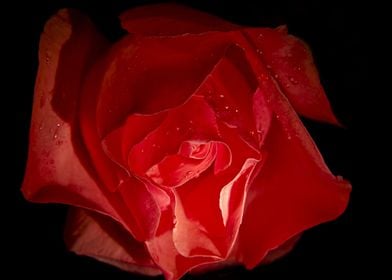 Romantic Red Rose On Black