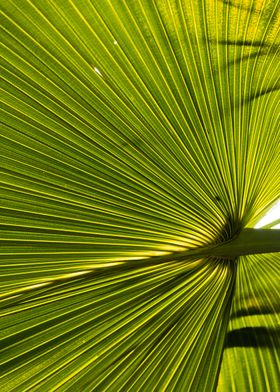 green leave brazil