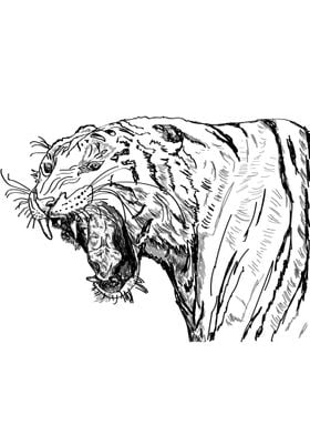 Tiger Roaring sketch 