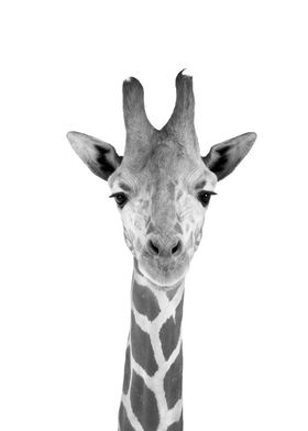 Giraffe blackandwhite